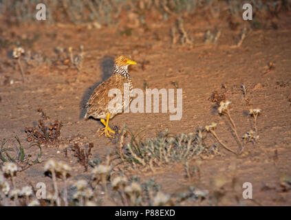 Plains-Wanderer, Pedionomus torquatus) en voie de disparition. La majorité de la population restante est trouvé en Nouvelle Galles du Sud. Banque D'Images