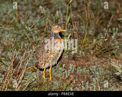 Plains-Wanderer, Pedionomus torquatus) en voie de disparition. La majorité de la population restante est trouvé en Nouvelle Galles du Sud. Banque D'Images