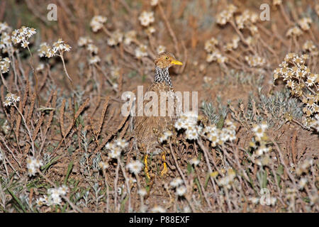 Plains-Wanderer, Pedionomus torquatus) en voie de disparition. La majorité de la population restante est trouvé en Nouvelle Galles du Sud. Banque D'Images