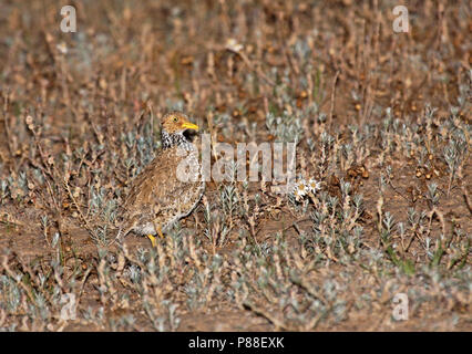 Plains-Wanderer, Pedionomus torquatus) en voie de disparition. La majorité de la population restante est trouvé en Nouvelle Galles du Sud. Banque D'Images