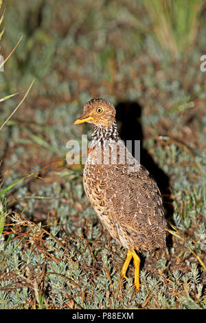 Plains-Wanderer, Pedionomus torquatus) en voie de disparition. La majorité de la population restante est trouvé en Nouvelle Galles du Sud. Banque D'Images