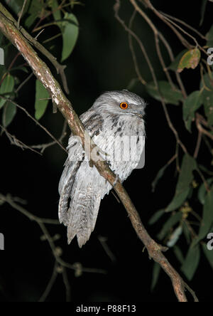 Podargus strigoides une grille supérieure (fauve) pendant la nuit Banque D'Images