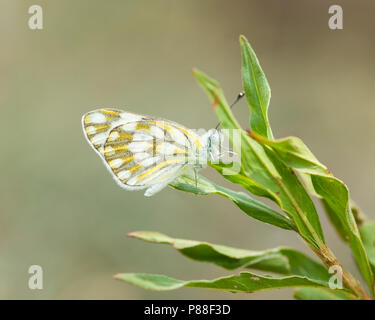 Pontia helice Meadow (blanc) Banque D'Images