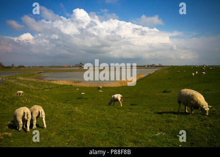 Landschap Prunjepolder, Zélande (Pays-Bas) Banque D'Images