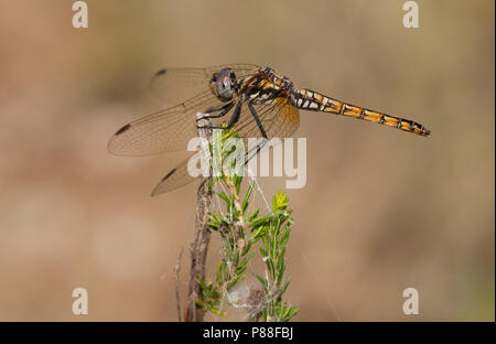 Purperlibel n'Imago ; Violet dropwing Adultes Adultes ; Violet-vert marqué ; Banque D'Images