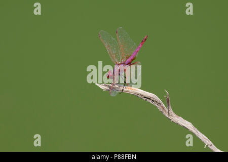 Purperlibel n'Imago ; Violet dropwing Adultes Adultes ; Violet-vert marqué ; Banque D'Images