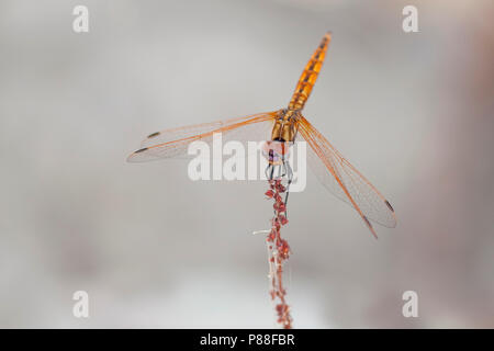 Purperlibel n'Imago ; Violet dropwing Adultes Adultes ; Violet-vert marqué ; Banque D'Images