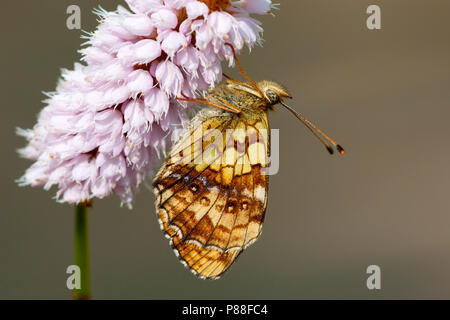 Purperstreepparelmoervlinder / Lesser Marbled fritillary (Brenthis ino) Banque D'Images