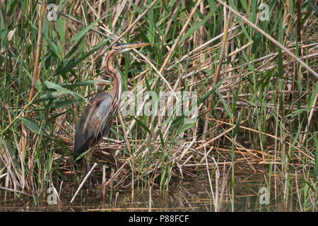 Héron pourpré - Ardea purpurea - Purpurreiher ssp. purpurea, Turquie, adulte Banque D'Images