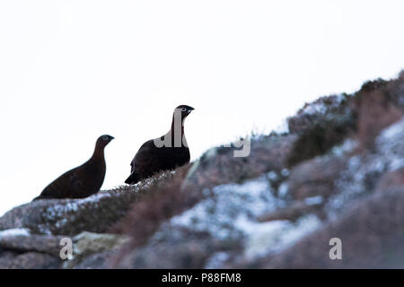 Bruyère rouge (Lagopus lagopus scotica), Grande-Bretagne, groupe d'hiver Banque D'Images