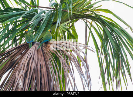 Red-bellied Macaw, Orthopsittaca manilatus Banque D'Images