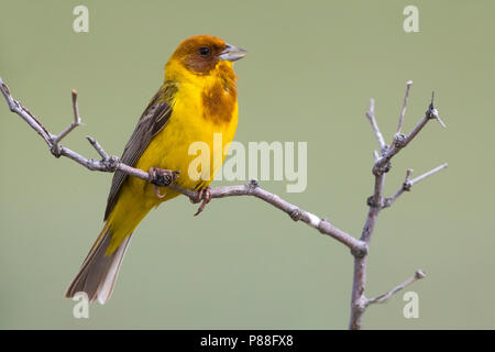 Bruinkopgors à tête rouge, Bunting, Emberiza bruniceps Banque D'Images