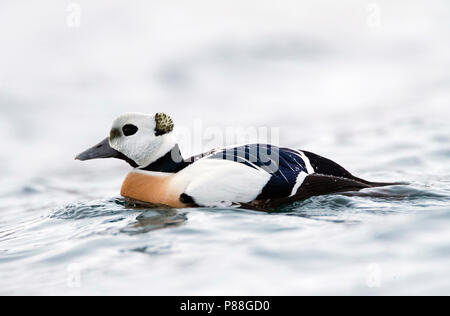 Homme'Eider de Steller hivernant en Norvège Banque D'Images