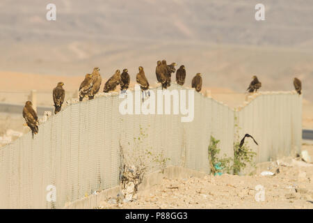 Aigle des steppes - Aquila nipalensis - Steppenadler, Oman Banque D'Images