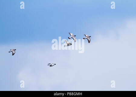 Pigeon colombin Columba oenas, Holenduif, ssp. oenas, Hongrie, adulte Banque D'Images