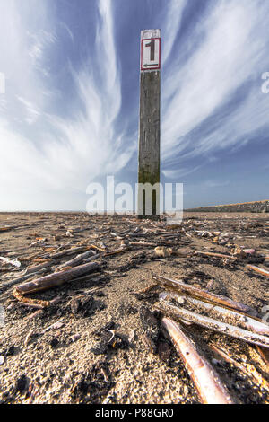 Amerikaanse zwaardschede op het strand, Atlantic Jackknife Clam sur la plage Banque D'Images