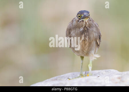 Héron strié - Butorides striata - Mangrovereiher ssp. brevipes, Oman, 1er cy Banque D'Images