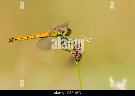 Kempense Vrouwtje heidelibel, femme repéré vert Banque D'Images