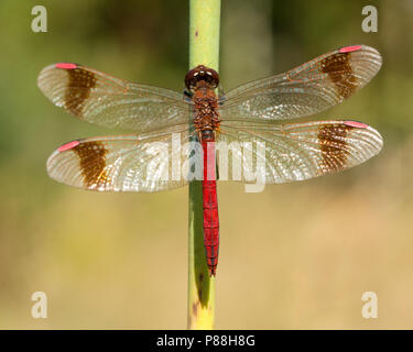 Mannetje Bandheidelibel Sympetrum pedemontanum, homme Banque D'Images