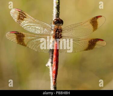 Mannetje Bandheidelibel Sympetrum pedemontanum, homme Banque D'Images