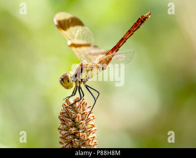 Mannetje Bandheidelibel Sympetrum pedemontanum, homme Banque D'Images