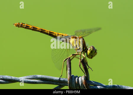 Steenrode heidelibel «, vert, Sympetrum vulgatum Banque D'Images