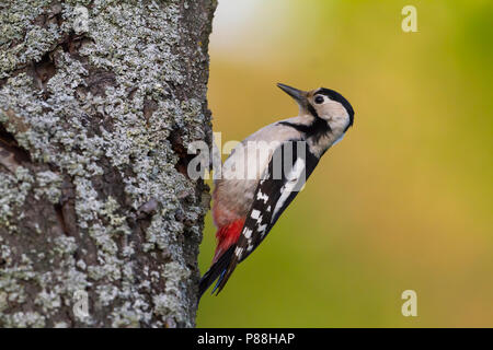 Pic - Blutspecht syrienne - Dendrocopus syriacus, Pologne, adulte de sexe féminin Banque D'Images