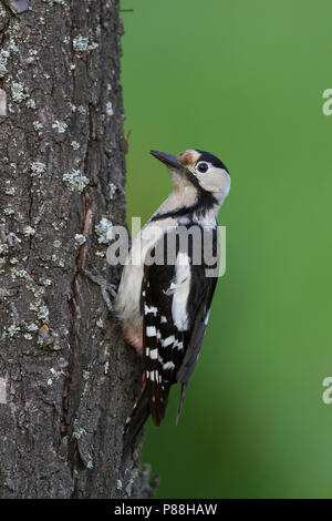 Pic - Blutspecht syrienne - Dendrocopus syriacus, Pologne, adulte de sexe féminin Banque D'Images