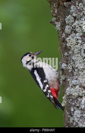 Pic - Blutspecht syrienne - Dendrocopus syriacus, Pologne, adulte de sexe féminin Banque D'Images