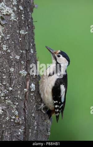 Pic - Blutspecht syrienne - Dendrocopus syriacus, Pologne, adulte de sexe féminin Banque D'Images