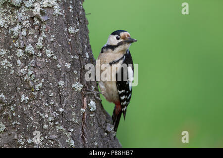 Pic - Blutspecht syrienne - Dendrocopus syriacus, Pologne, adulte de sexe féminin Banque D'Images