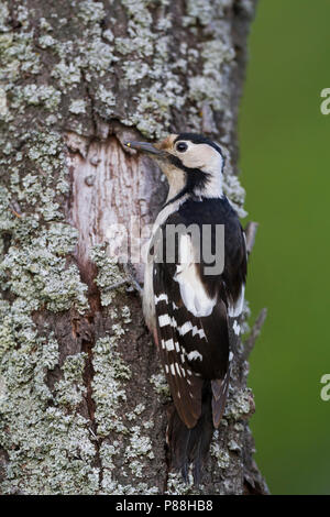 Pic - Blutspecht syrienne - Dendrocopus syriacus, Pologne, adulte de sexe féminin Banque D'Images