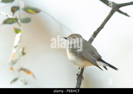 Taigavliegenvanger, Taiga Flycatcher, Ficedula albicilla Banque D'Images