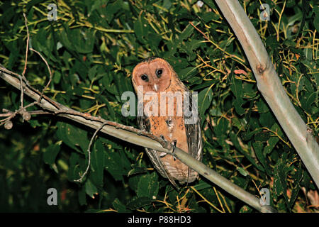 Masqués de Tasmanie des clochers (Tyto novaehollandiae), il castanops plus importante sous-espèce de la chouette masquée de l'Australie, le plus grand Tyto owl dans le monde. Banque D'Images