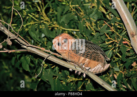 Masqués de Tasmanie des clochers (Tyto novaehollandiae), il castanops plus importante sous-espèce de la chouette masquée de l'Australie, le plus grand Tyto owl dans le monde. Banque D'Images