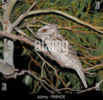 (Podargus strigoides Tawny Une grille supérieure) au cours d'une nuit en Australie. Banque D'Images