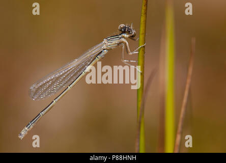 Onvolwassen grasjuffer Tengere Bluetail immatures ; petit ; rares immature demoiselle à queue bleu Banque D'Images