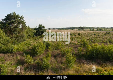 Landschap en parc national De Groote Peel ; Paysage au parc national De Groote Peel Banque D'Images