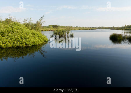 Landschap en parc national De Groote Peel ; Paysage au parc national De Groote Peel Banque D'Images