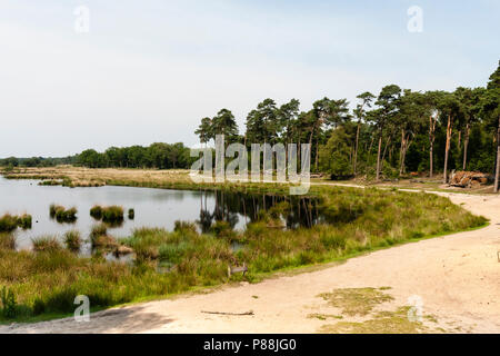Dans Kogelvangersven Kogelvangersven de Kampina ; à la Kampina Banque D'Images