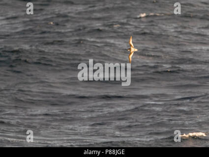 Petrel Pterodroma inexpectata, tacheté) survolant les eaux subantarctiques de Nouvelle-Zélande. C'est un transequatorial migrant, la reproduction en Nouvelle Zélande et s Banque D'Images