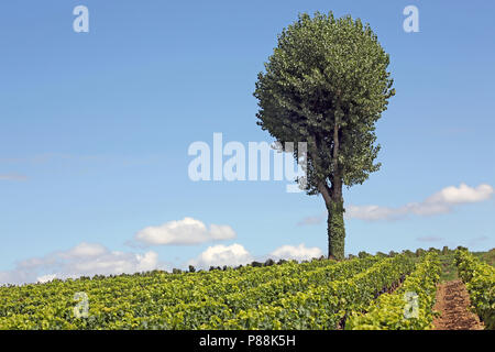 Seul arbre growing in vineyard, Saint Estèphe, Médoc, Bordeaux, Gironde, France, Europe Banque D'Images