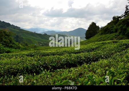 Des champs de thé verts et vallonnés sur les collines tropicales resort Cameron Highlands Malaisie Banque D'Images