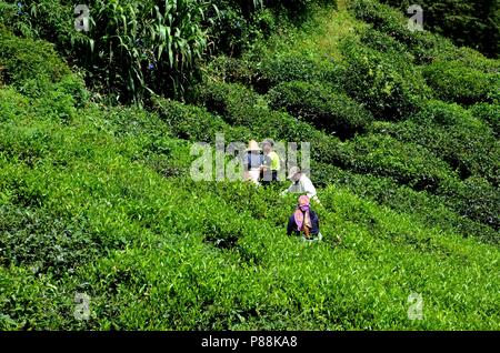 Les travailleurs de plantation de thé récoltent et peinent au soleil dans les champs Cameron Highlands Malaisie Banque D'Images