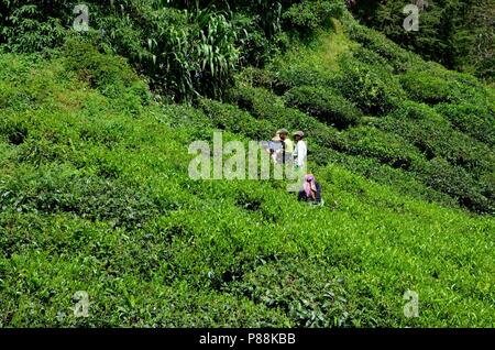 Les travailleurs de plantation de thé récoltent et peinent au soleil dans les champs Cameron Highlands Malaisie Banque D'Images