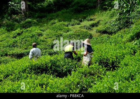 Les travailleurs de plantation de thé récoltent et peinent au soleil dans les champs Cameron Highlands Malaisie Banque D'Images