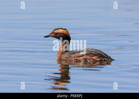 Des profils Grèbe esclavon (Podiceps auritus) nager sur un étang Banque D'Images