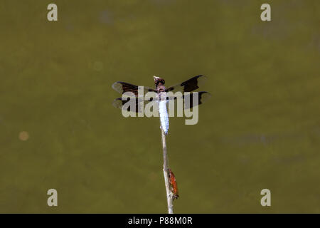 Dragonfly (cerf commun Plathemis lydia) sur un bâton sur un étang, Banque D'Images