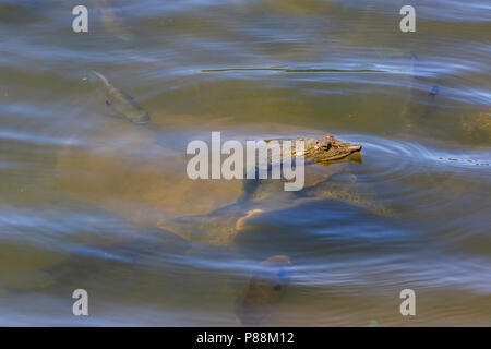 Tortue-molle à épines (Apalone spinifera) dans de l'eau Banque D'Images