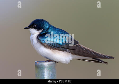 Hirondelle bicolore (Tachycineta bicolor) sur le tuyau de métal Banque D'Images